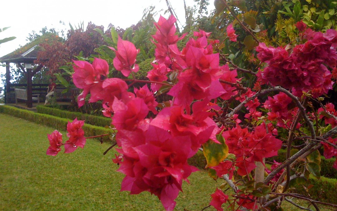 Rouge comme le bonheur